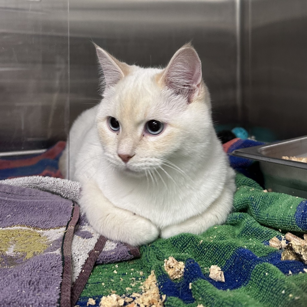 Fintan, an adoptable Domestic Short Hair in Hailey, ID, 83333 | Photo Image 2