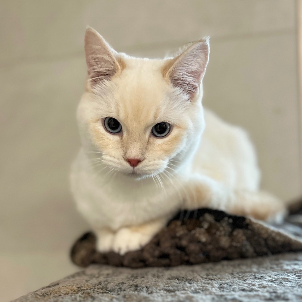 Fintan, an adoptable Domestic Short Hair in Hailey, ID, 83333 | Photo Image 3