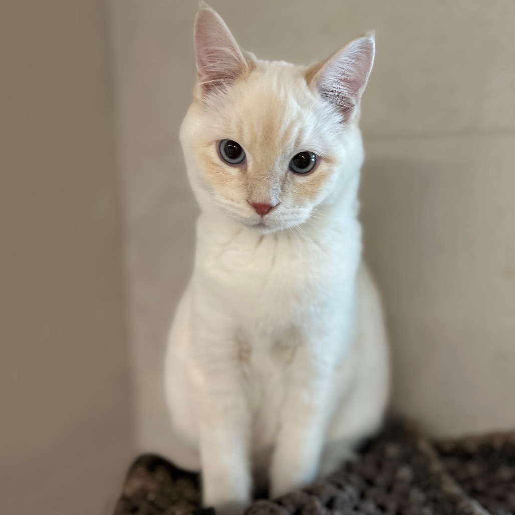 Fintan, an adoptable Domestic Short Hair in Hailey, ID, 83333 | Photo Image 5