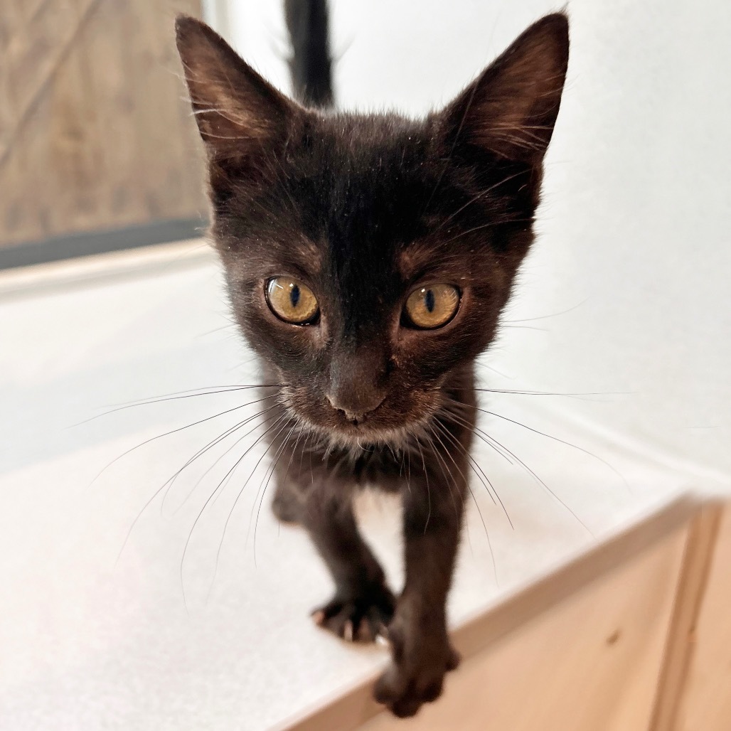 Jimmy Feline, an adoptable Domestic Short Hair in Hailey, ID, 83333 | Photo Image 1