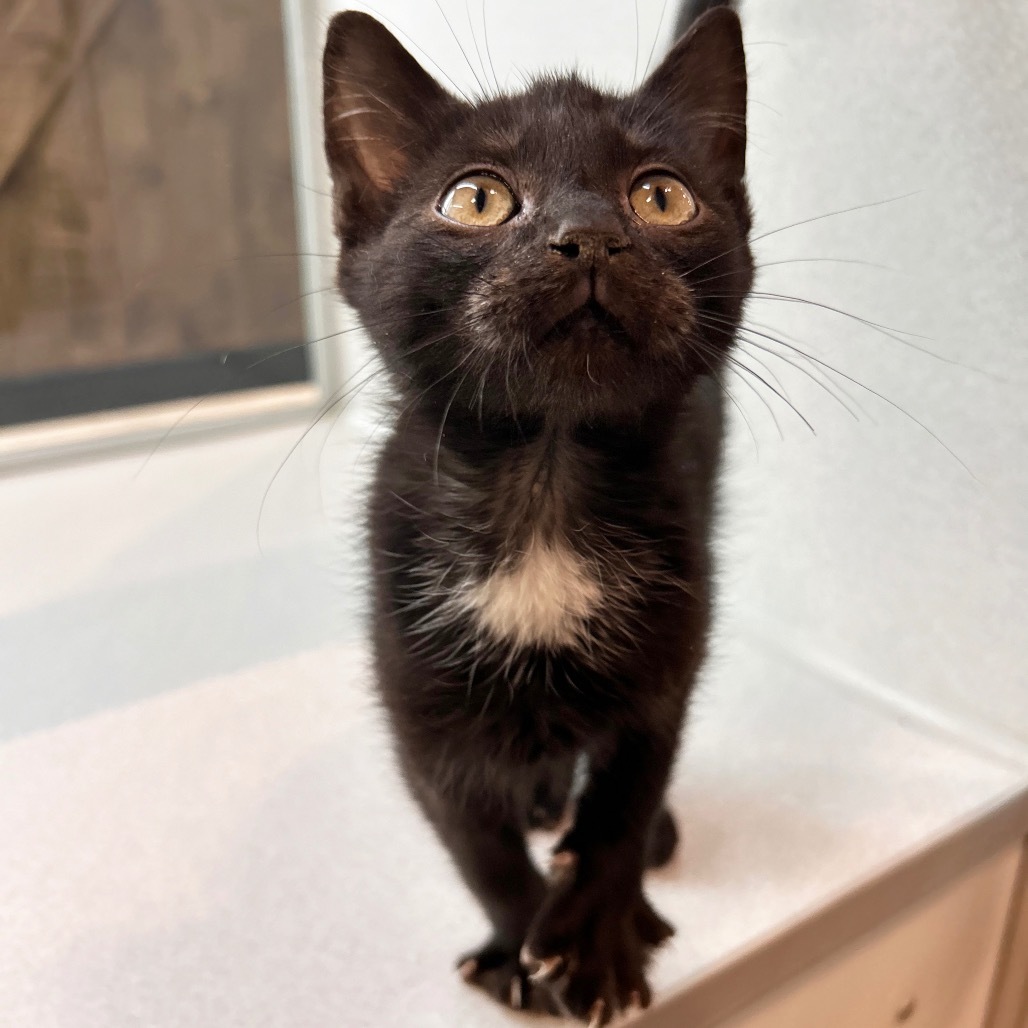 Jimmy Feline, an adoptable Domestic Short Hair in Hailey, ID, 83333 | Photo Image 2