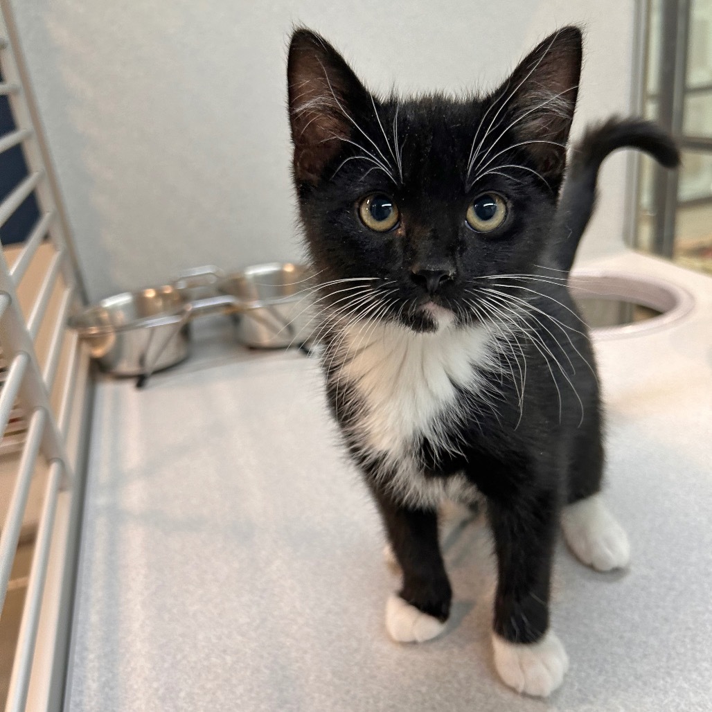 Bob Meowerly, an adoptable Domestic Short Hair in Hailey, ID, 83333 | Photo Image 1