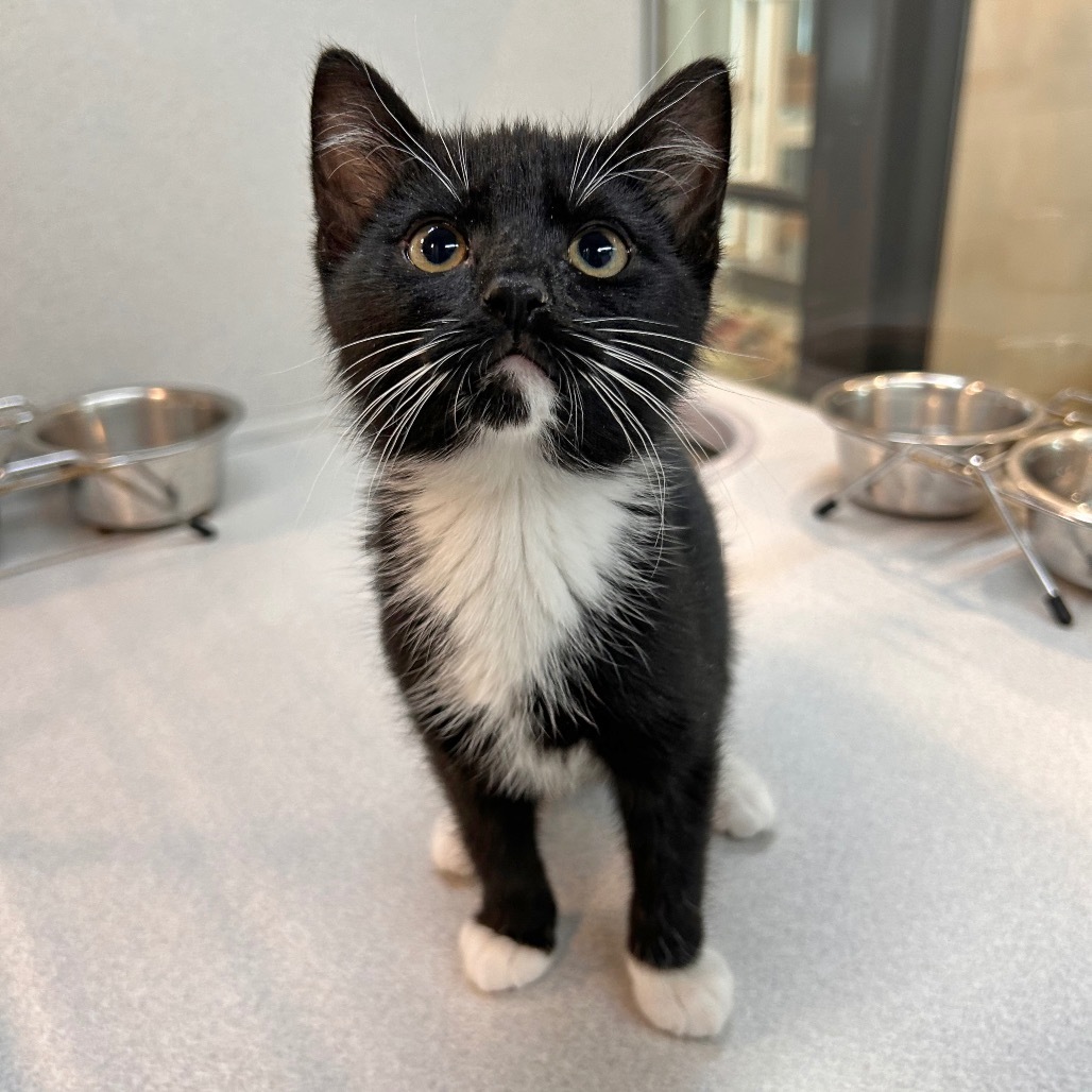 Bob Meowerly, an adoptable Domestic Short Hair in Hailey, ID, 83333 | Photo Image 2