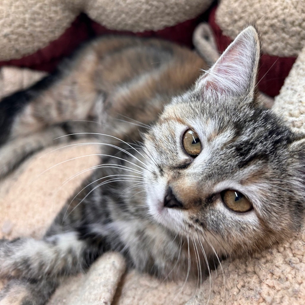 Clawdia, an adoptable Domestic Short Hair in Hailey, ID, 83333 | Photo Image 1