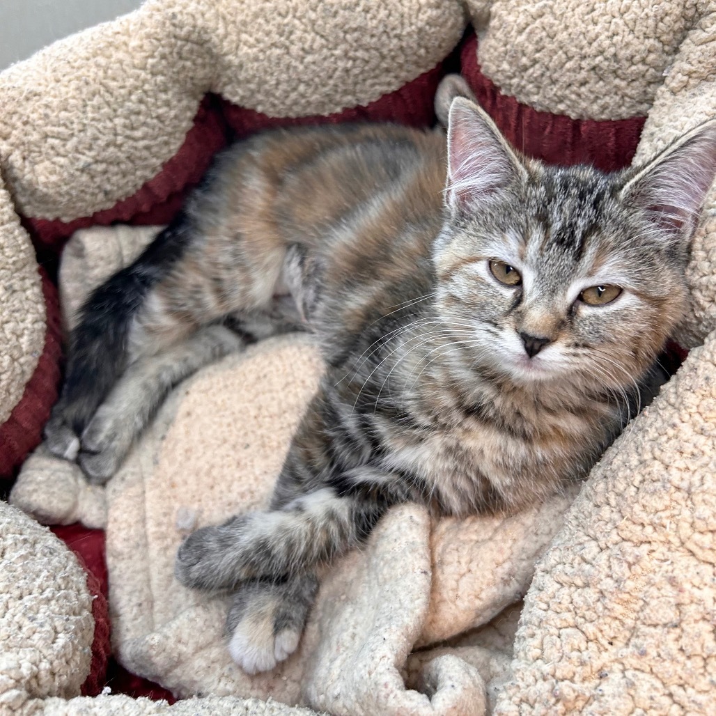 Clawdia, an adoptable Domestic Short Hair in Hailey, ID, 83333 | Photo Image 2