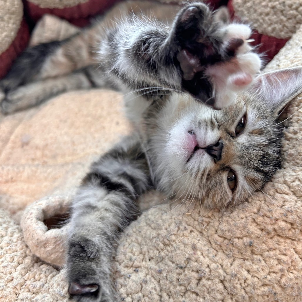 Clawdia, an adoptable Domestic Short Hair in Hailey, ID, 83333 | Photo Image 3