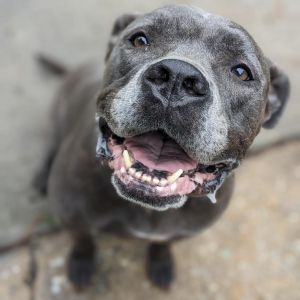 Sally, Senior Female Pit Bull Terrier