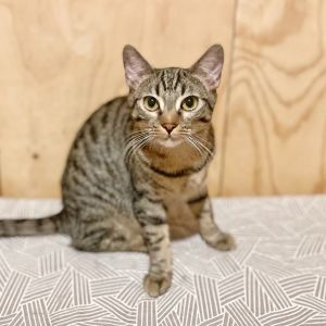 Taralli Domestic Short Hair Cat
