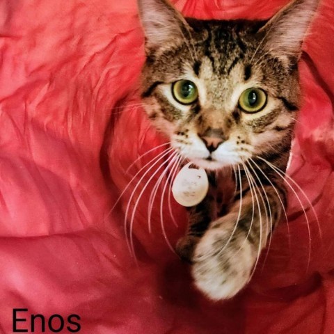 Enos