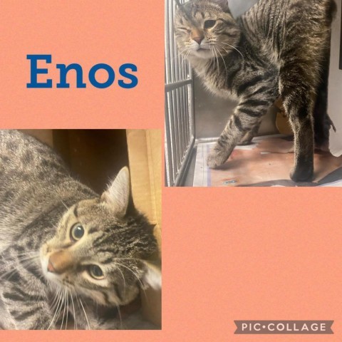 Enos