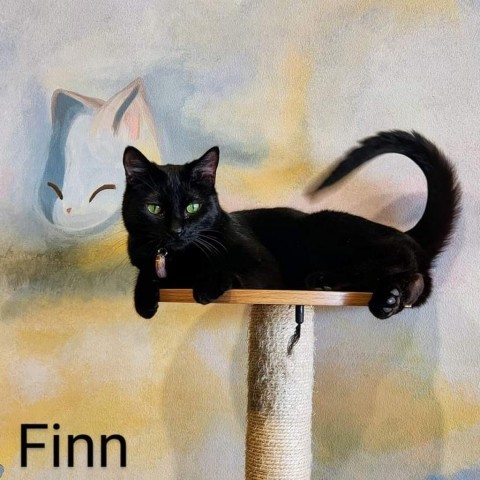 Finn