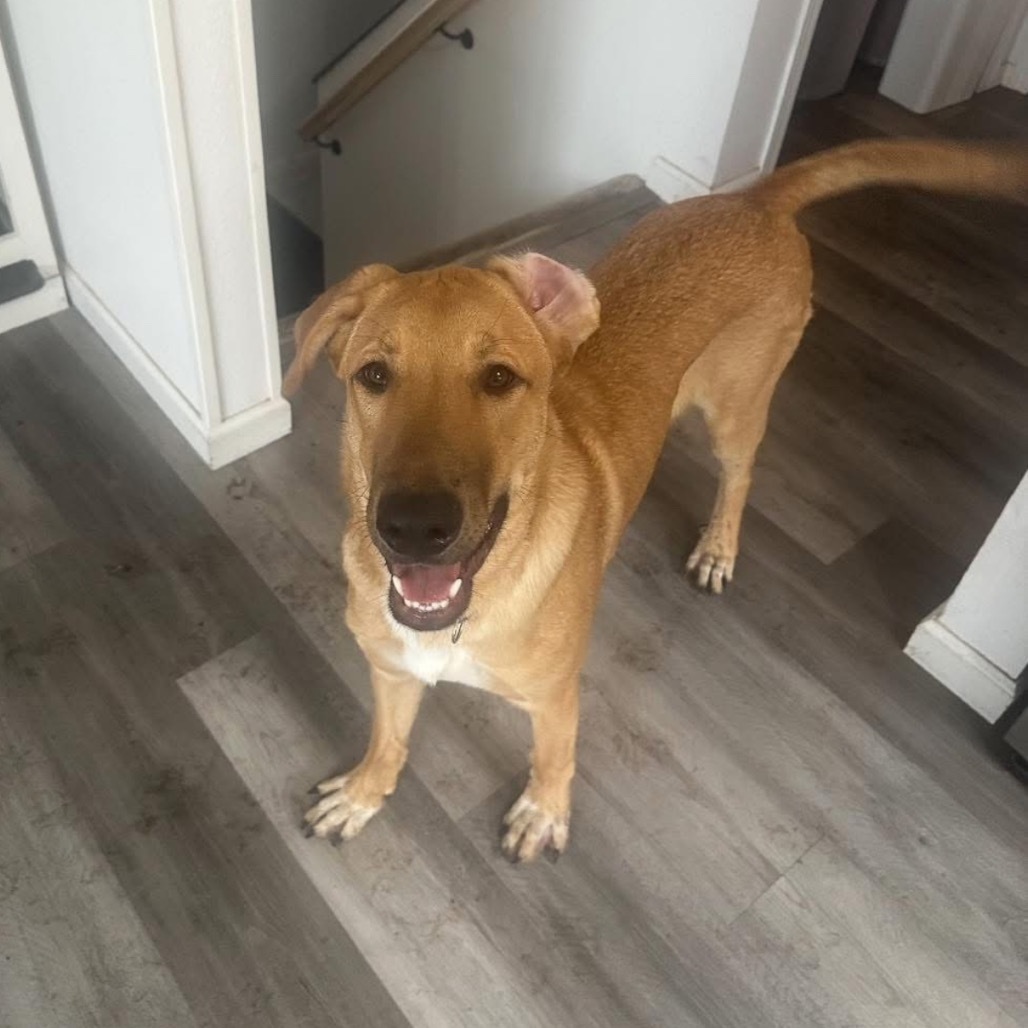 Oak, an adoptable Great Pyrenees, Shepherd in Fargo, ND, 58102 | Photo Image 3