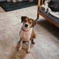 Hugo, an adoptable Boston Terrier, Mixed Breed in Duluth, MN, 55803 | Photo Image 1