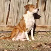 Hugo, an adoptable Boston Terrier, Mixed Breed in Duluth, MN, 55803 | Photo Image 3