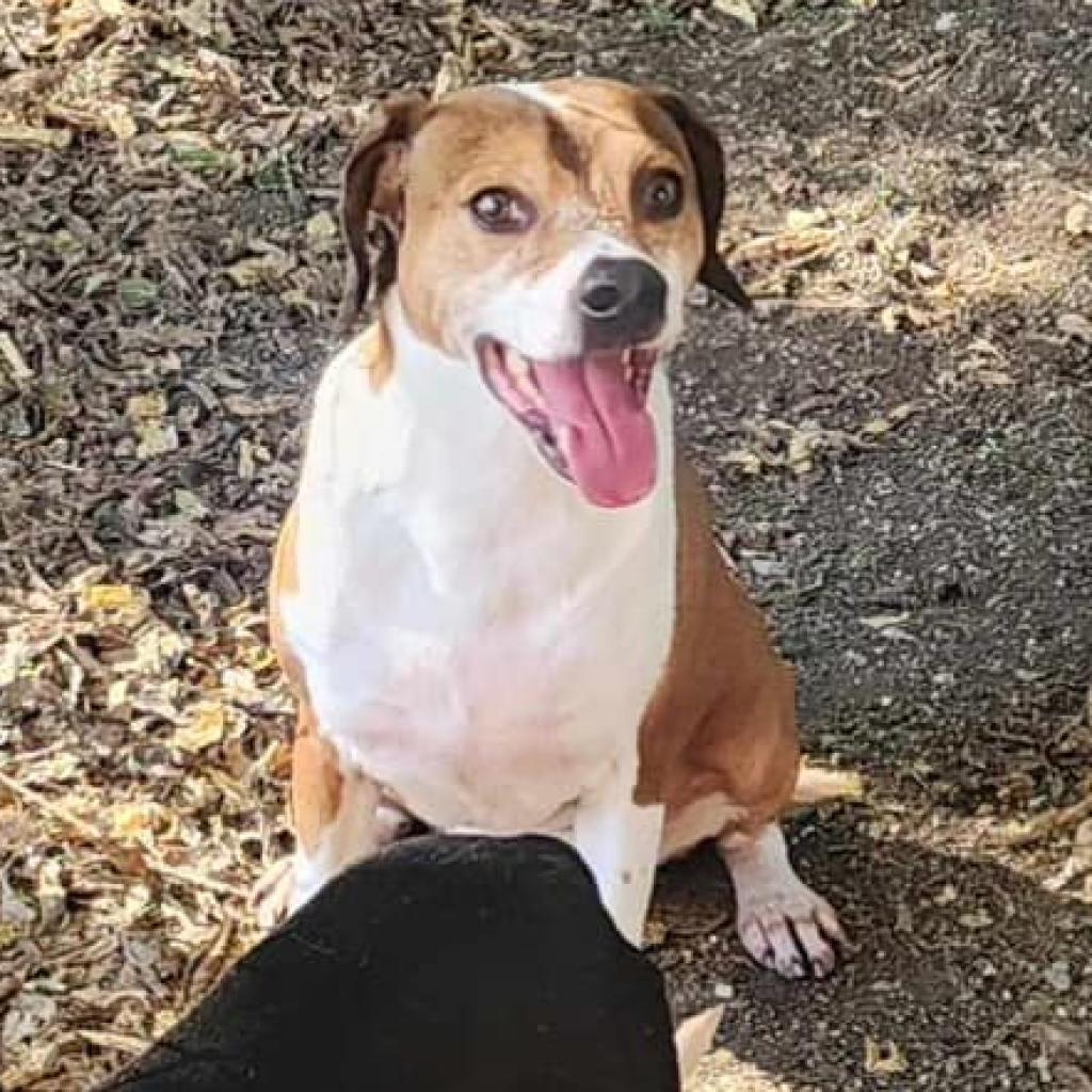 Hugo