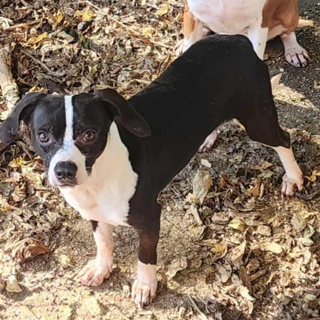 Cash, an adoptable Boston Terrier, Mixed Breed in Duluth, MN, 55803 | Photo Image 1