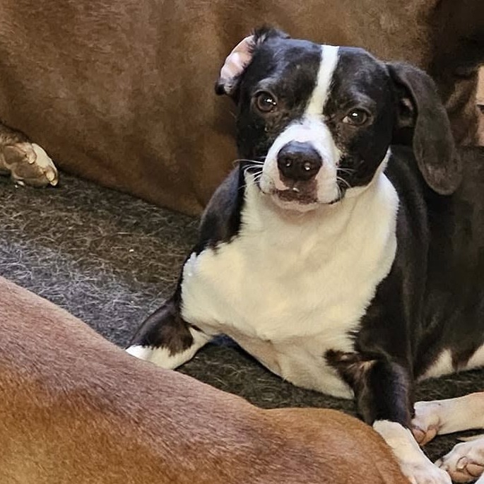 Cash, an adoptable Boston Terrier, Mixed Breed in Duluth, MN, 55803 | Photo Image 1