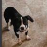 Cash, an adoptable Boston Terrier, Mixed Breed in Duluth, MN, 55803 | Photo Image 2