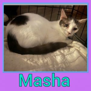 Masha, Young Female Domestic Short Hair