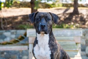 Meet Mia Mia was found as a stray and brought to our care after being spotted near the highway Wit
