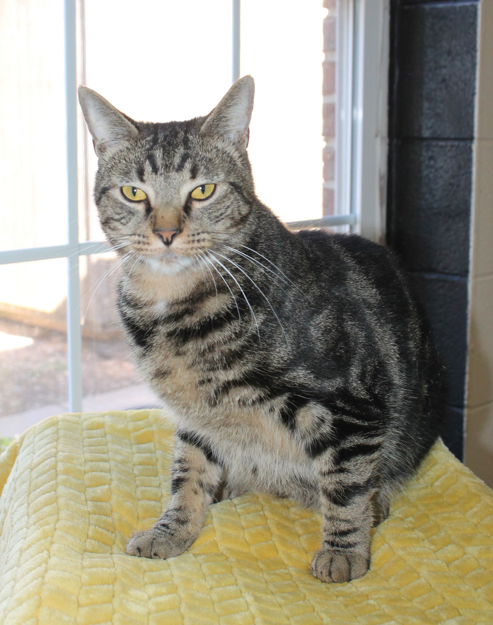 Mullins - 37188, an adoptable Domestic Short Hair, Tabby in Prattville, AL, 36067 | Photo Image 1