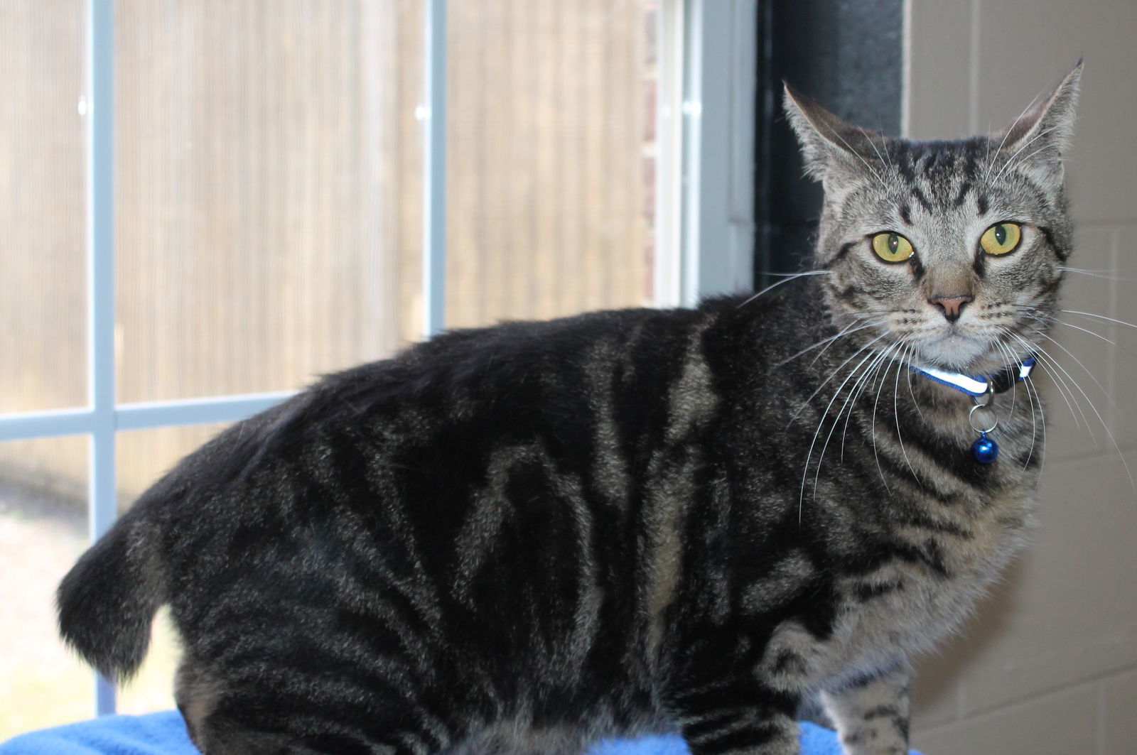 Mullins - 37188, an adoptable Domestic Short Hair, Tabby in Prattville, AL, 36067 | Photo Image 2