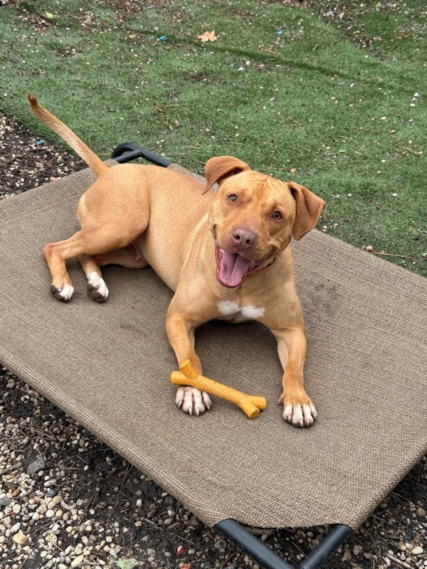 Stella