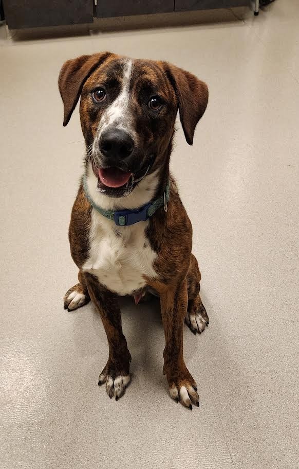 Sullivan, an adoptable Boxer, Labrador Retriever in Superior, WI, 54880 | Photo Image 1