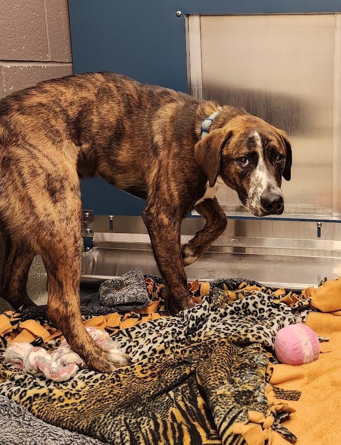 Sullivan, an adoptable Boxer, Labrador Retriever in Superior, WI, 54880 | Photo Image 2