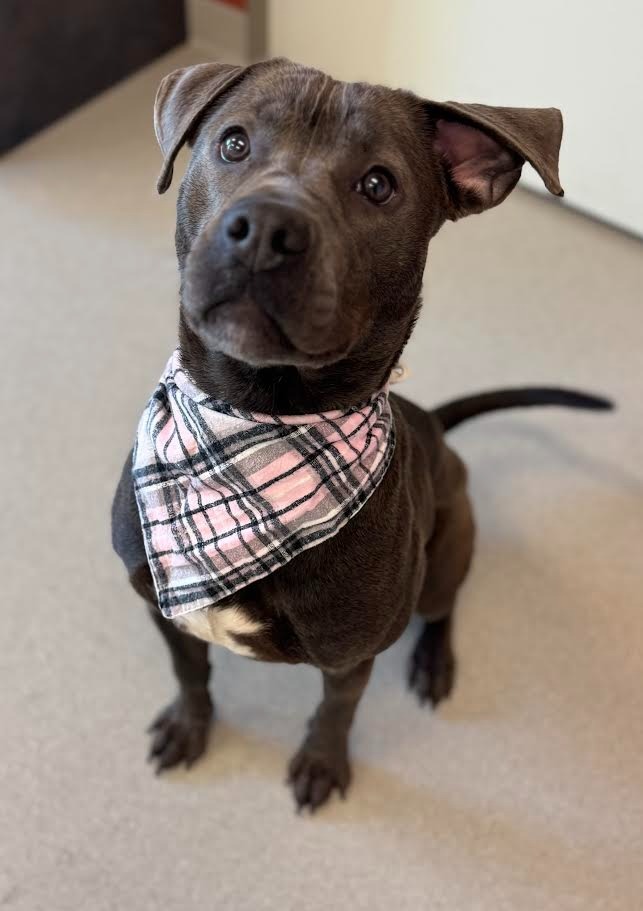 Tinks, an adoptable Pit Bull Terrier in Superior, WI, 54880 | Photo Image 1