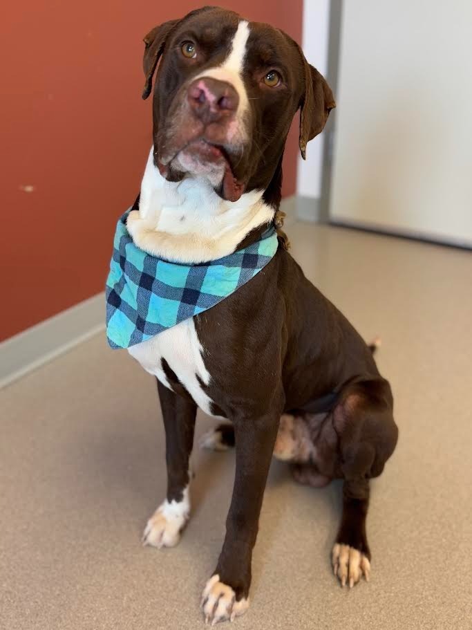 Zeus, an adoptable Pit Bull Terrier, Labrador Retriever in Superior, WI, 54880 | Photo Image 1