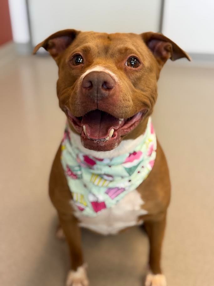 Lydia, an adoptable Pit Bull Terrier in Superior, WI, 54880 | Photo Image 1