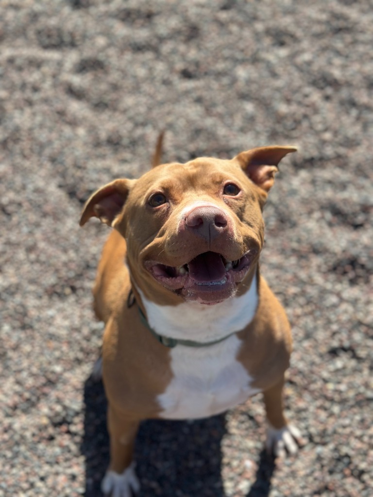 Lydia, an adoptable Pit Bull Terrier in Superior, WI, 54880 | Photo Image 2