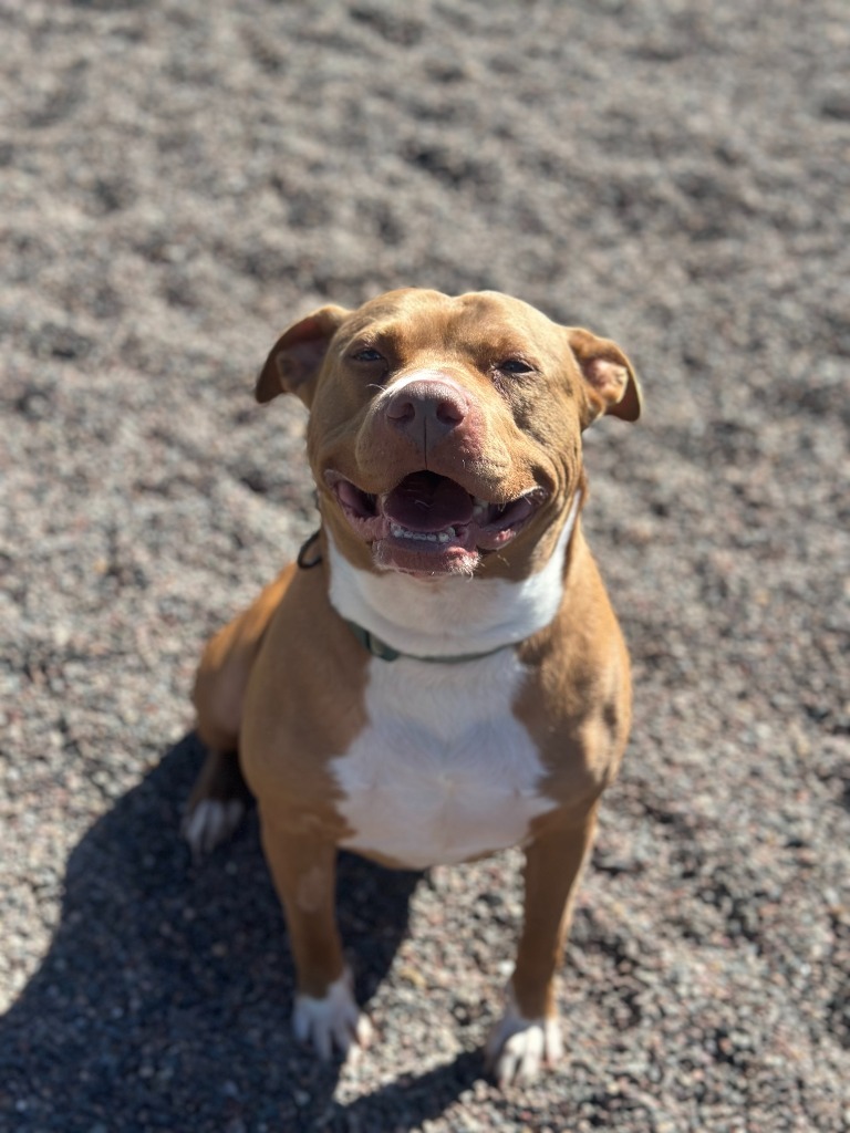 Lydia, an adoptable Pit Bull Terrier in Superior, WI, 54880 | Photo Image 3