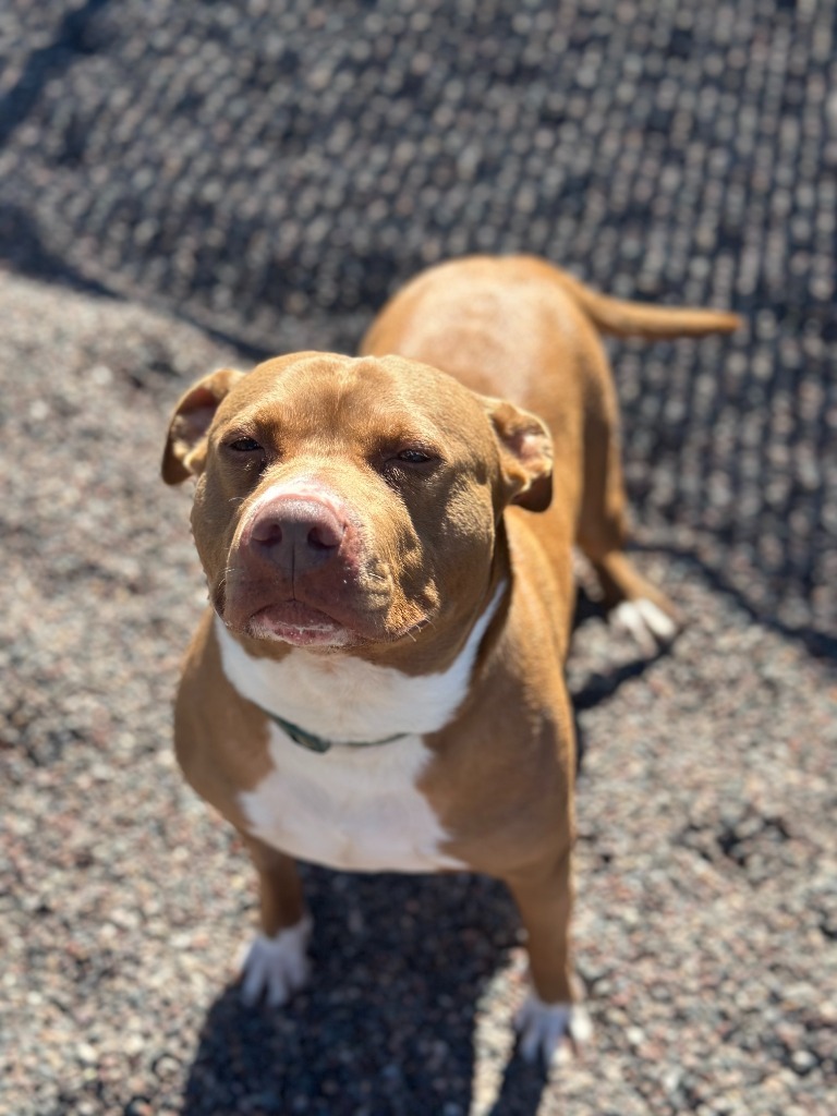 Lydia, an adoptable Pit Bull Terrier in Superior, WI, 54880 | Photo Image 4
