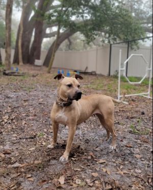 Boo, Adult Female Black Mouth Cur