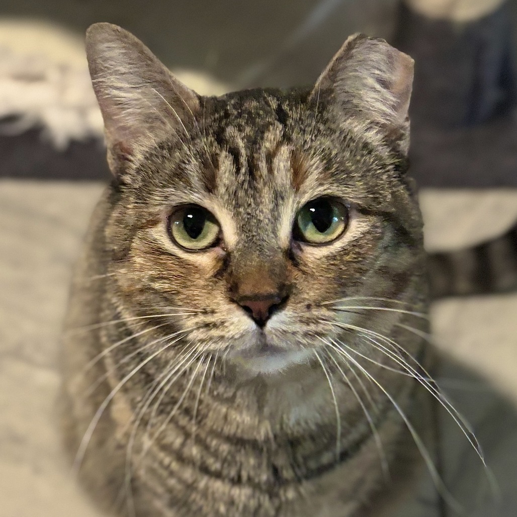 Penguin, an adoptable Domestic Short Hair in Brighton, MO, 65617 | Photo Image 1