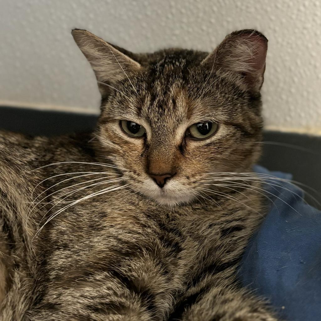 Penguin, an adoptable Domestic Short Hair in Brighton, MO, 65617 | Photo Image 2