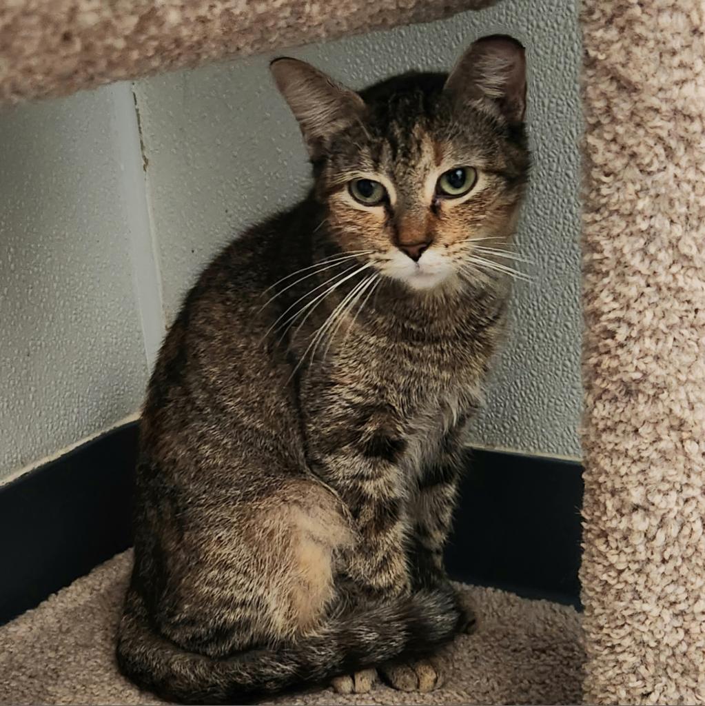 Penguin, an adoptable Domestic Short Hair in Brighton, MO, 65617 | Photo Image 3