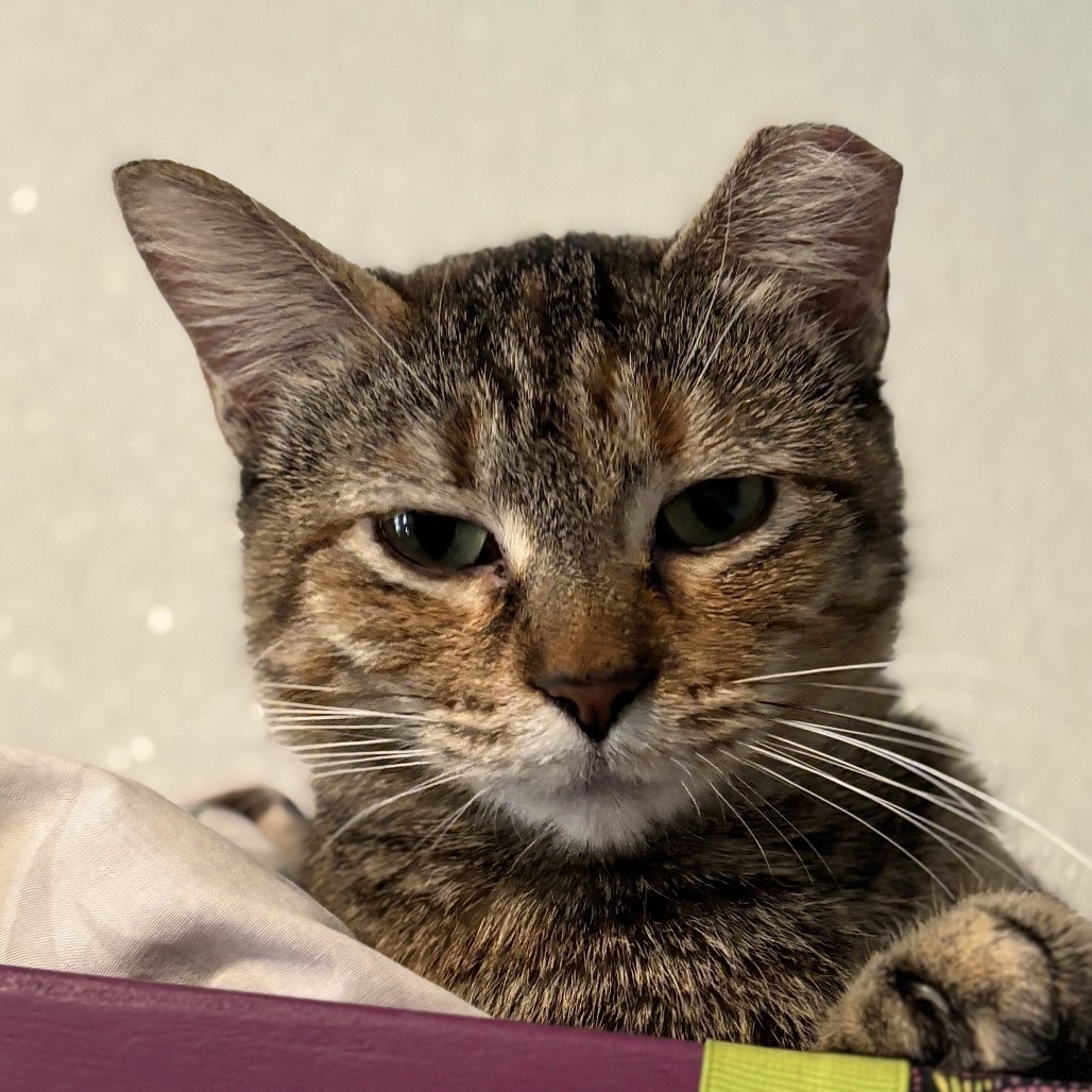 Penguin, an adoptable Domestic Short Hair in Brighton, MO, 65617 | Photo Image 4