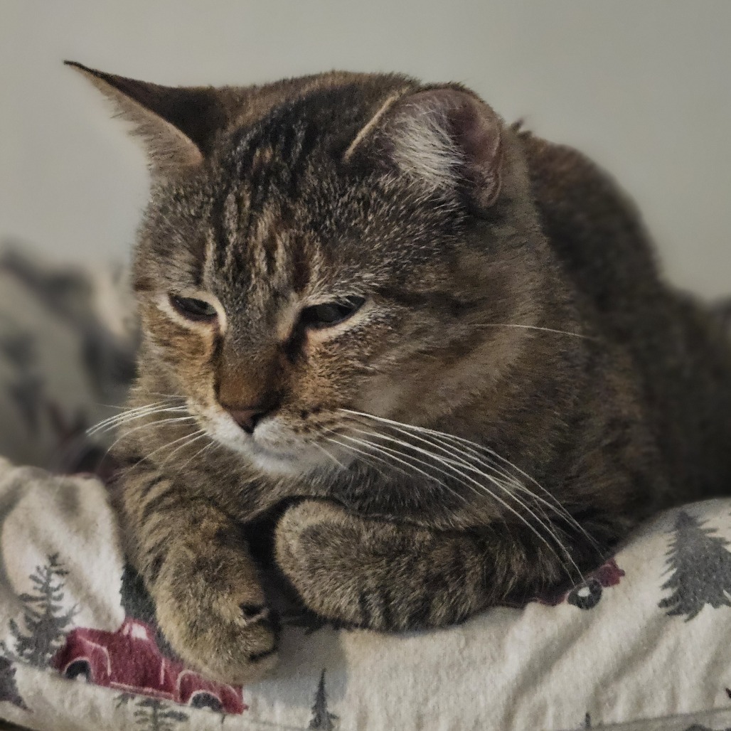 Penguin, an adoptable Domestic Short Hair in Brighton, MO, 65617 | Photo Image 5