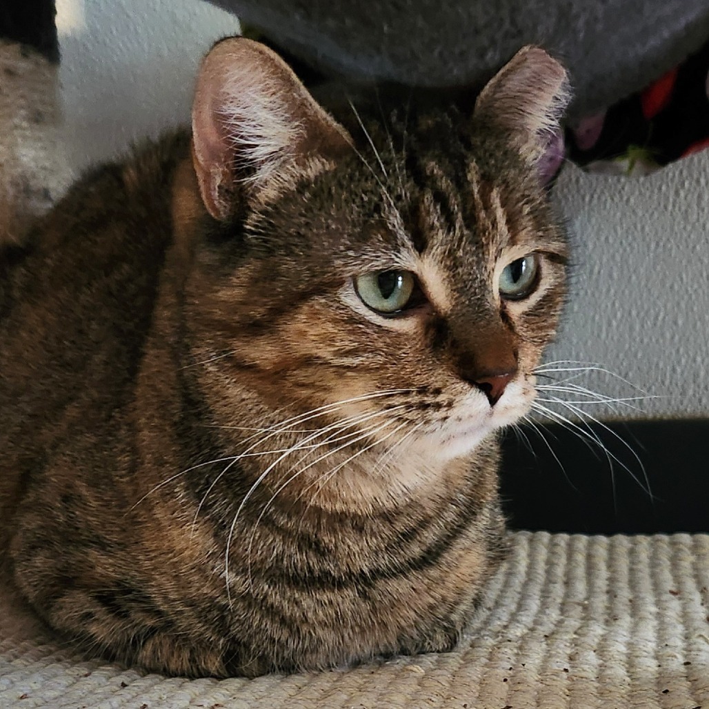 Penguin, an adoptable Domestic Short Hair in Brighton, MO, 65617 | Photo Image 6