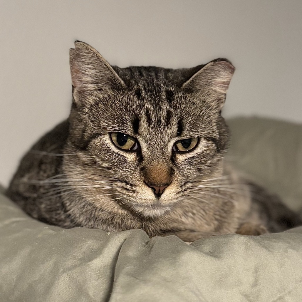 Polar, an adoptable Domestic Short Hair in Brighton, MO, 65617 | Photo Image 1