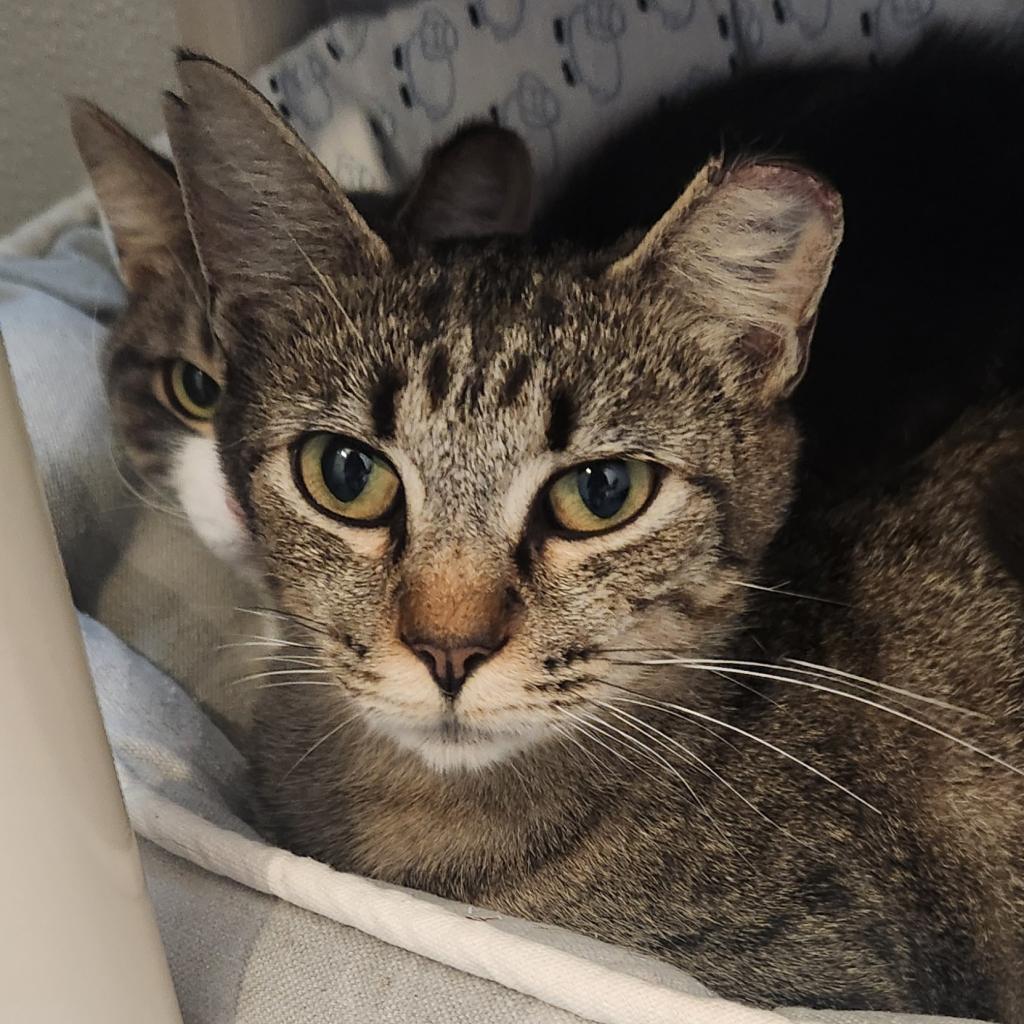 Polar, an adoptable Domestic Short Hair in Brighton, MO, 65617 | Photo Image 2