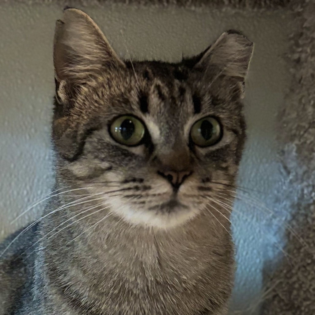 Polar, an adoptable Domestic Short Hair in Brighton, MO, 65617 | Photo Image 3