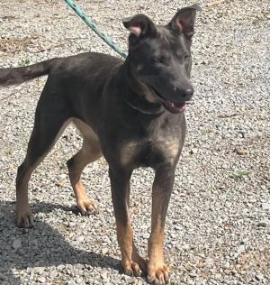 SUNNY, Adult Female German Shepherd Dog