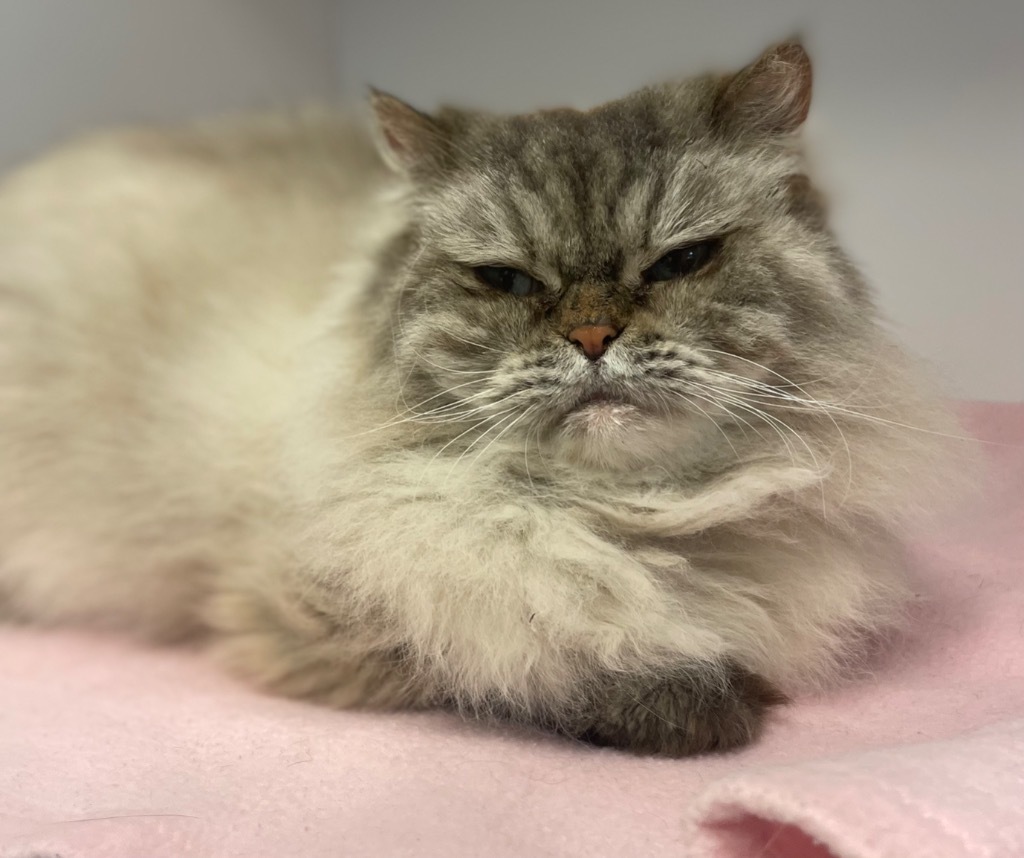 Kiki, an adoptable Himalayan in Neosho, MO, 64850 | Photo Image 1