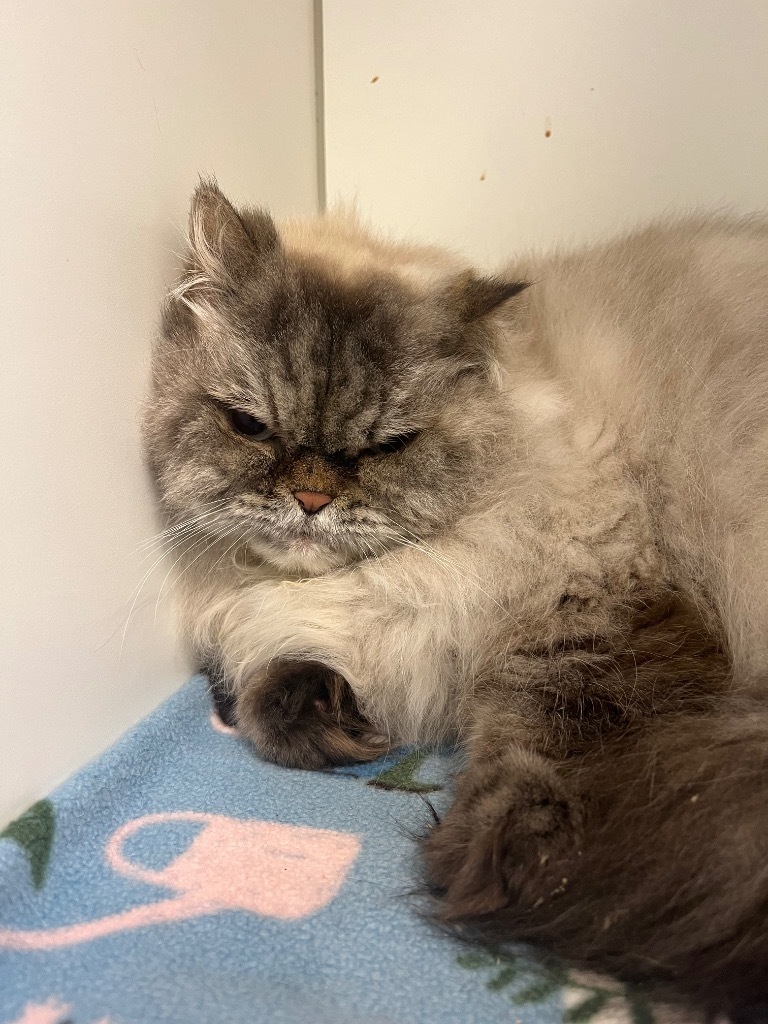 Kiki, an adoptable Himalayan in Neosho, MO, 64850 | Photo Image 2