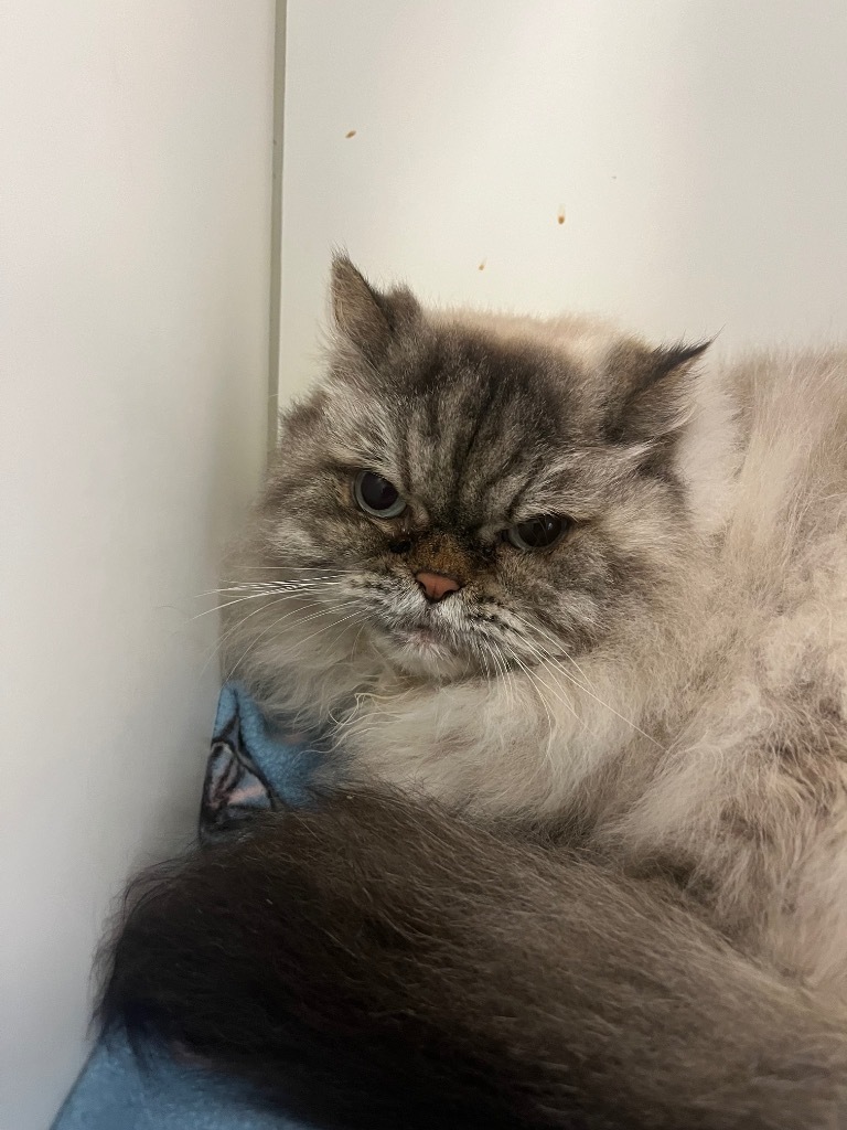 Kiki, an adoptable Himalayan in Neosho, MO, 64850 | Photo Image 3