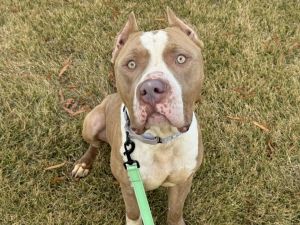 Edward, Adult Male Pit Bull Terrier